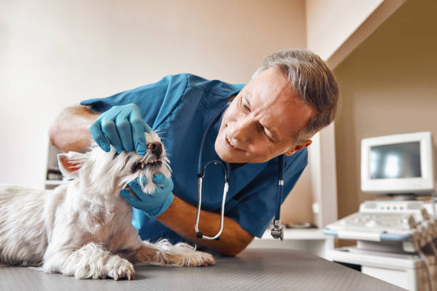 Best Same-Day Emergency Dentist in Pandora, OH